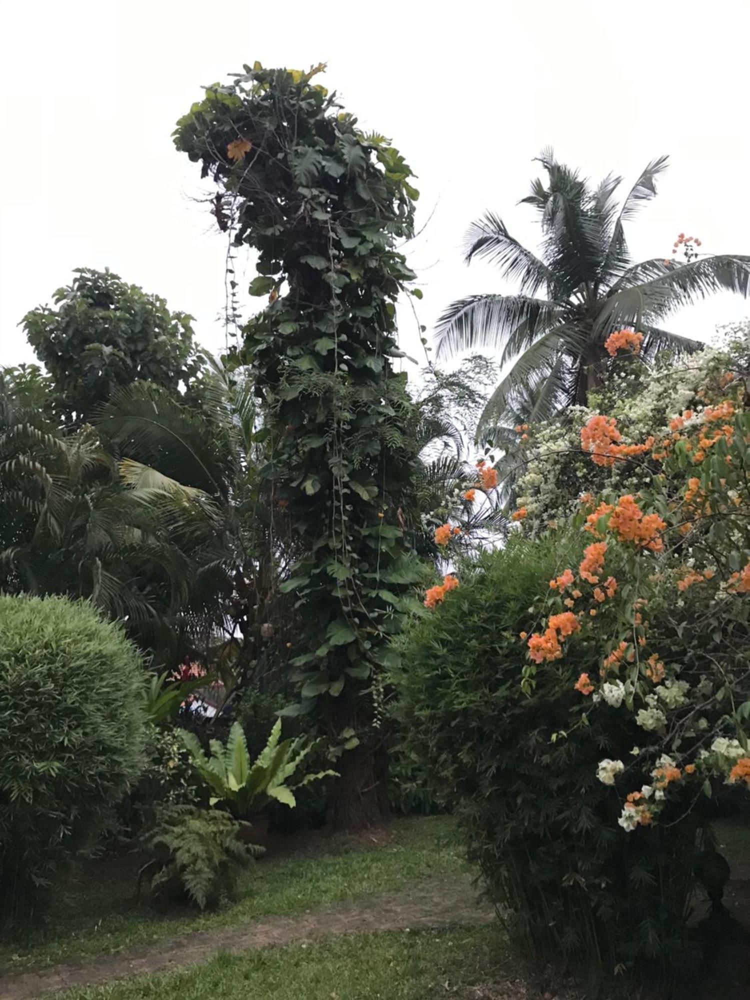 Tangalle Green House エクステリア 写真